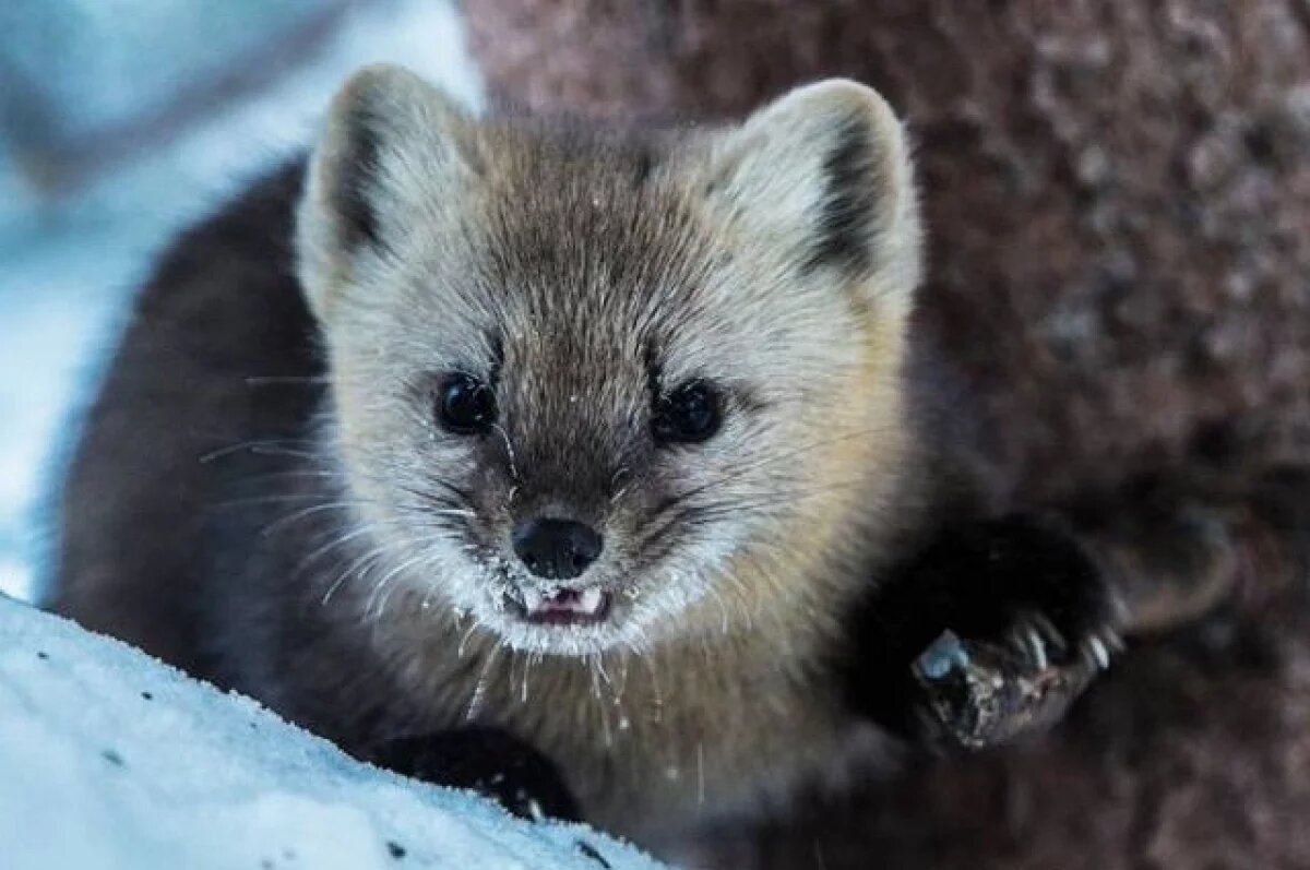    Сезон охоты на пушных зверей открылся на Ямале