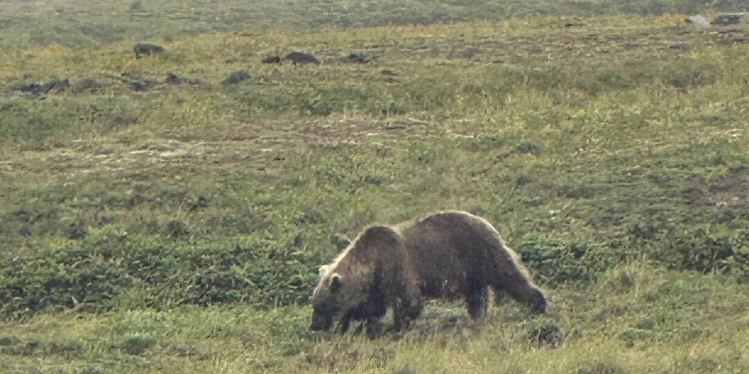 Камчатка. Когда косолапый становится соседом. Путешествие на край света. Заключительная.
