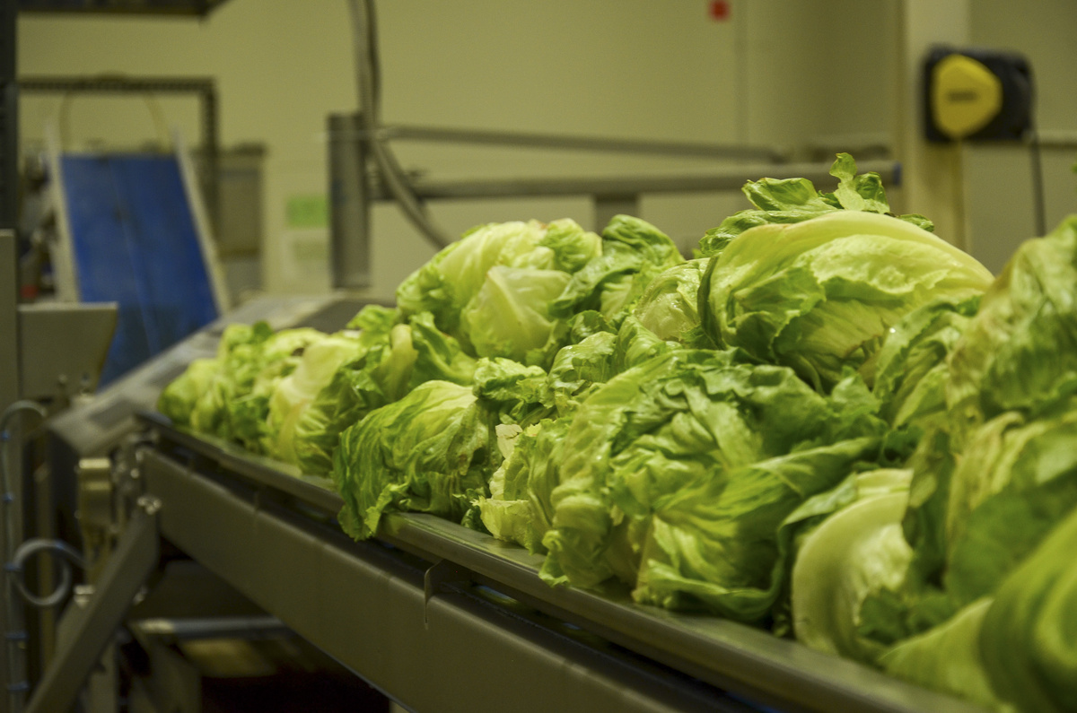 Магазины подняли цены на картофель, капусту и огурцы.  Фото: ФедералПресс / Дмитрий Шевалдин