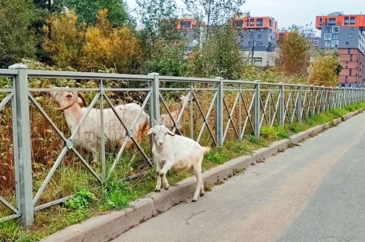    Стадо пасущихся коз для города – тоже удивительно.
