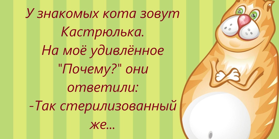 Ваш кот так делает? 40 анекдотов про кошачью логику