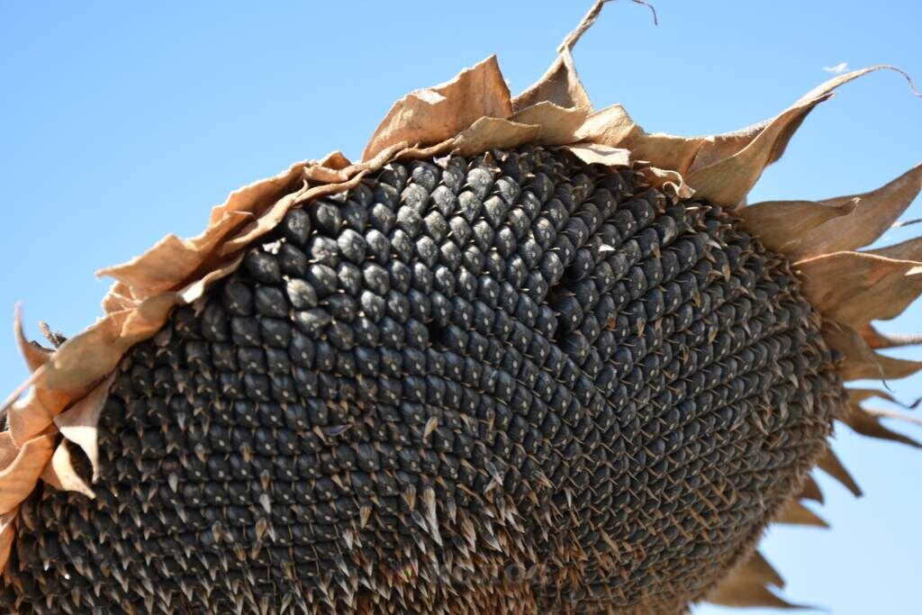    фото Светланы Кишинько Газета Колос