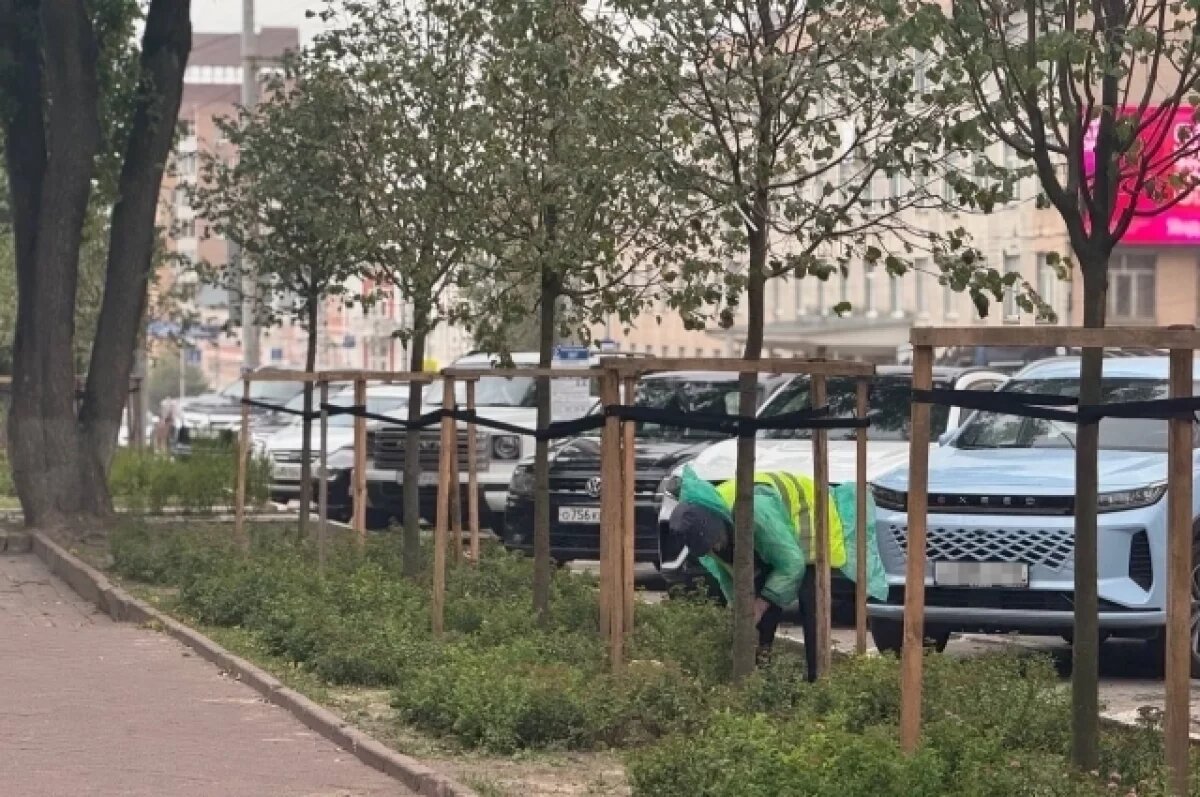    Зелёный город.