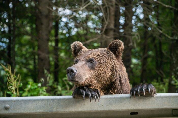 Обложка © Shutterstock / FOTODOM / artfotoxyz