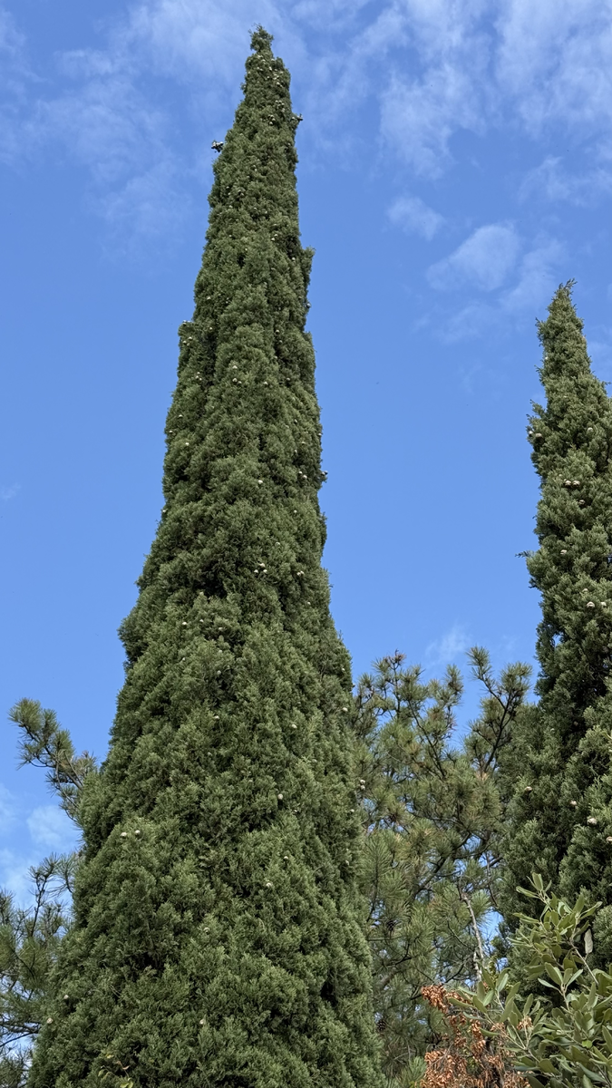 Посмотрите, какой шикарный кипарис! 