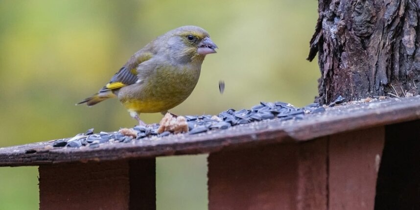    Алёна Бобрович