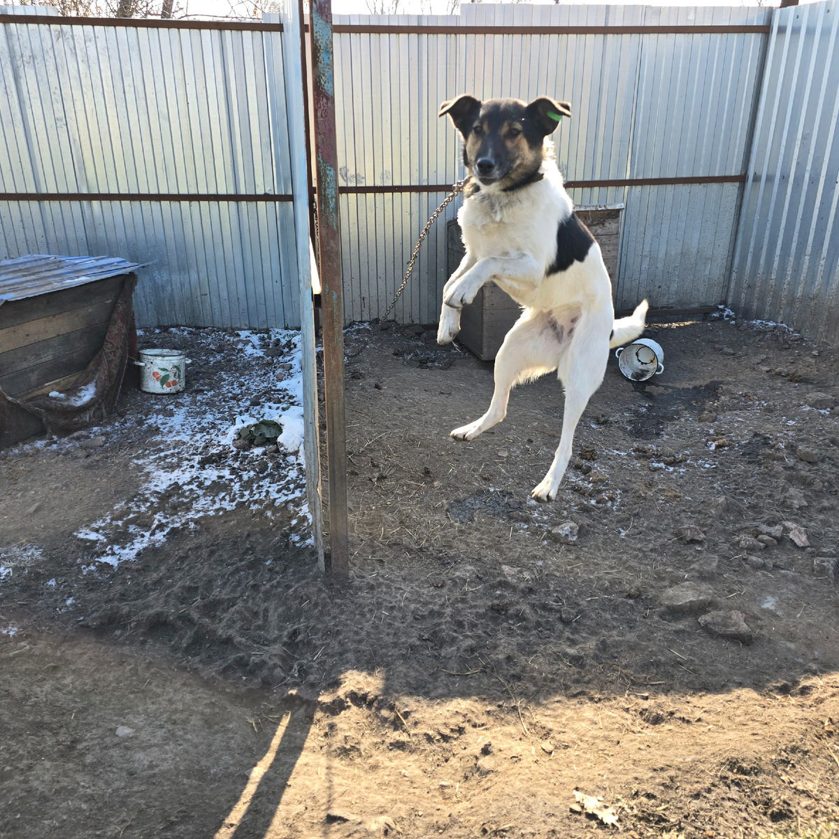 Ненси в полёте как балерина