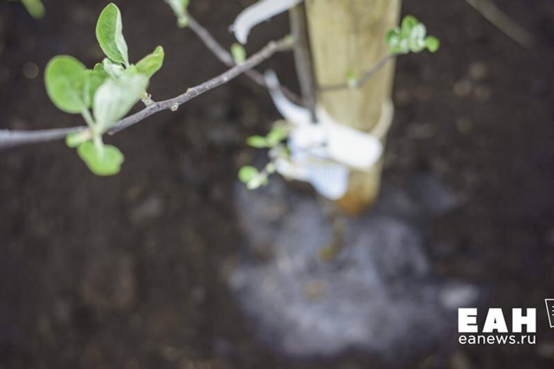    Молодое дерево с зелеными листьями