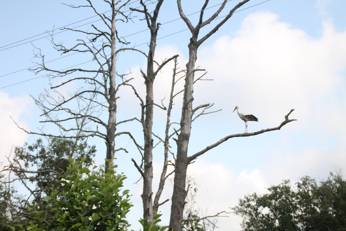Домик в деревне Псковской области (Фото Автора).