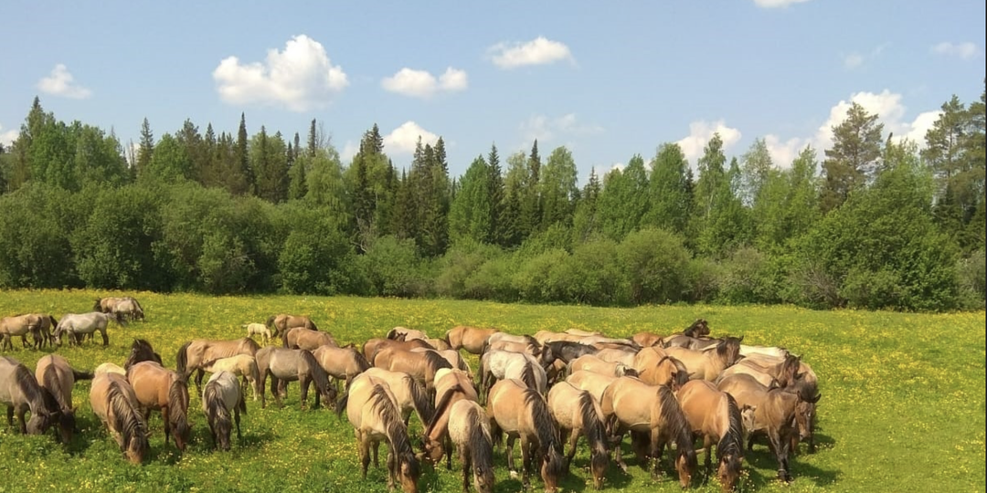 Вятская порода лошадей