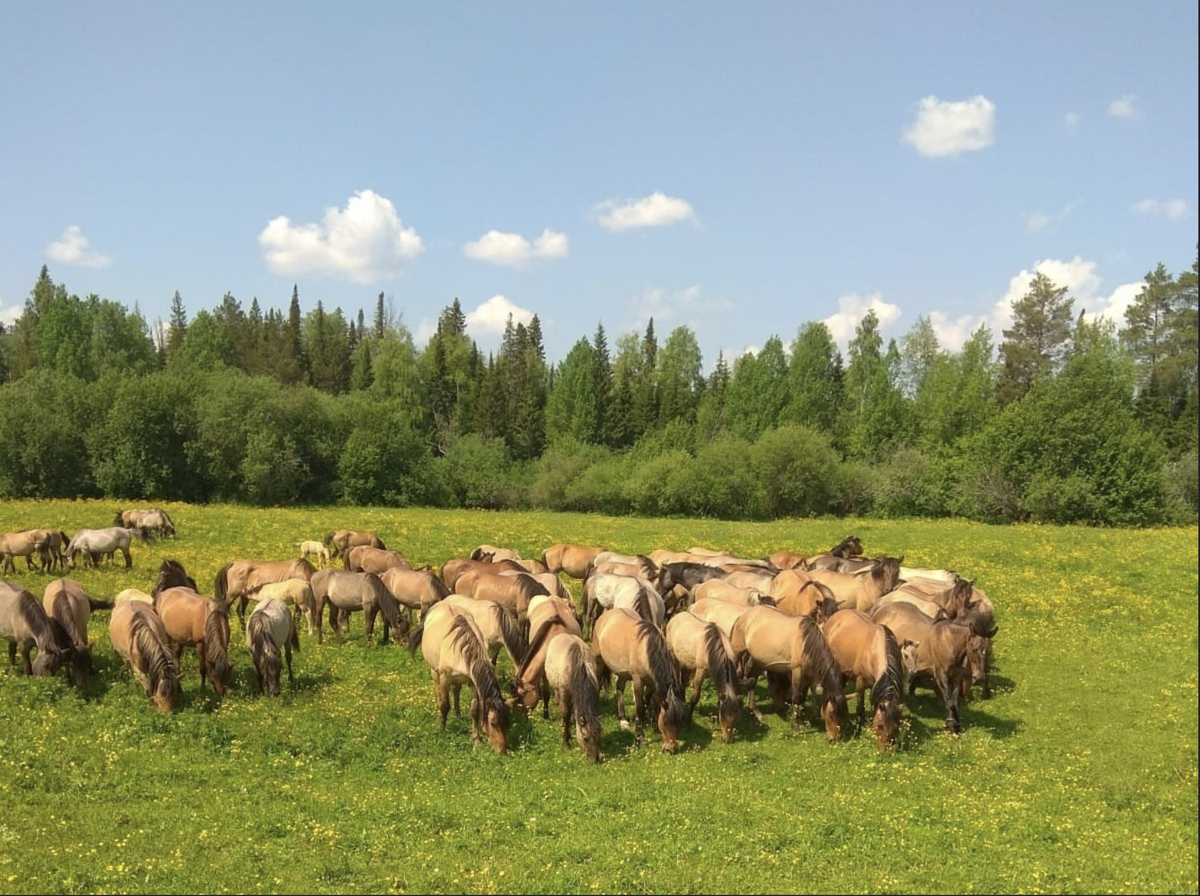 Маточные табуны генофондного хозяйства ОАО «Агрофирма «Гордино».