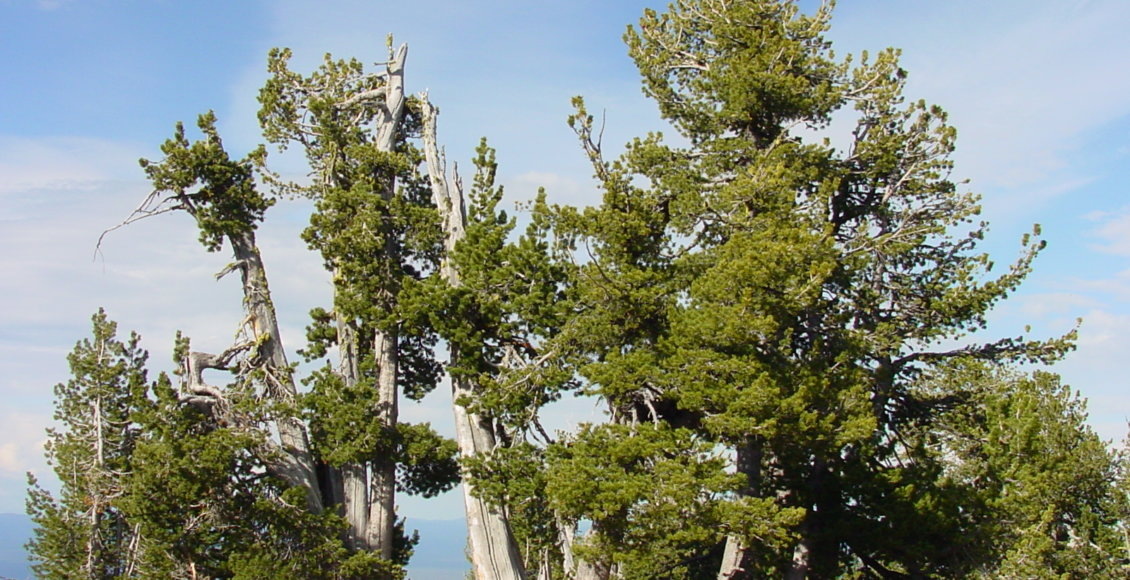    Фото: Richard Sniezko, US Forest Service
