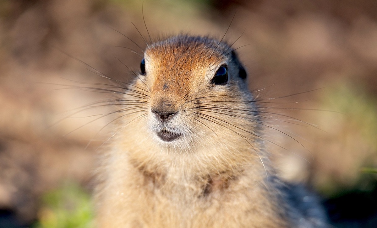 Евражка с Чаплинских кос. Источник: vk.com/park.beringia