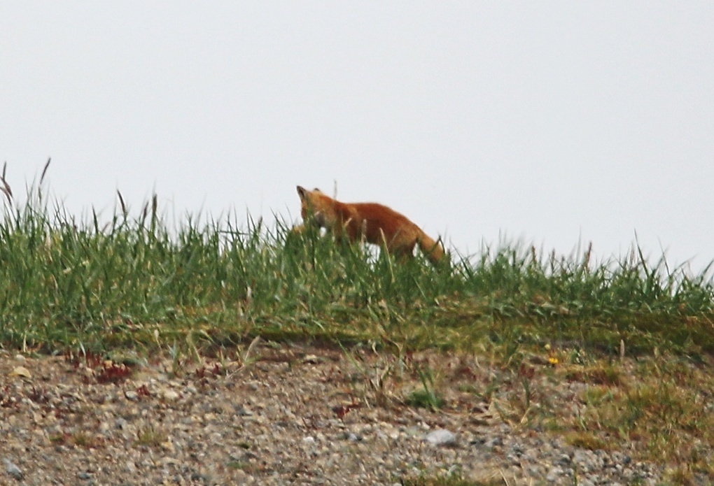 Животный мир Чаплинских кос. Источник: vk.com/park.beringia