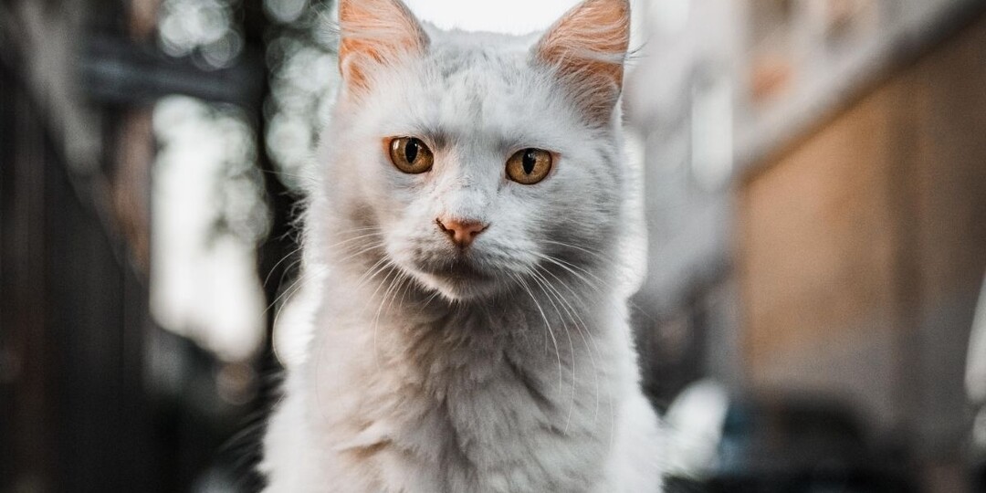 Какие анализы нужно сдать бездомной кошке: что действительно опасно, а на что можно не тратиться