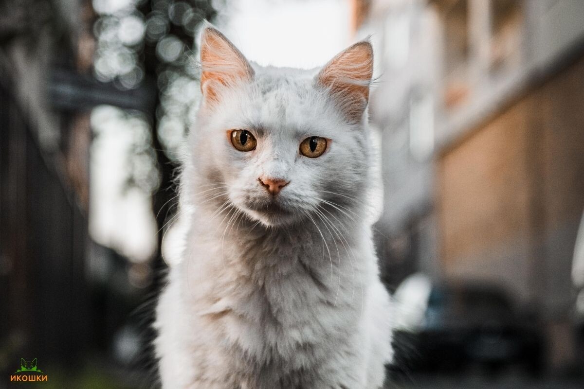 Уличная кошка 