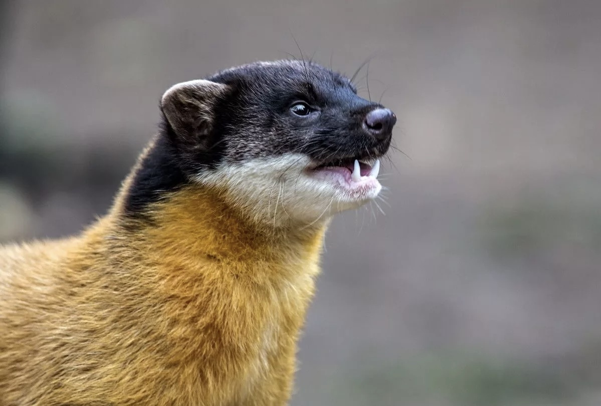 Уссурийская харза