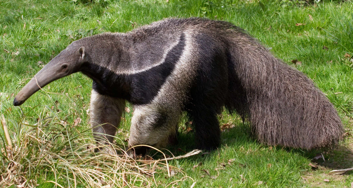 Его язык длиной до 60 см способен двигаться 150 раз в минуту.
