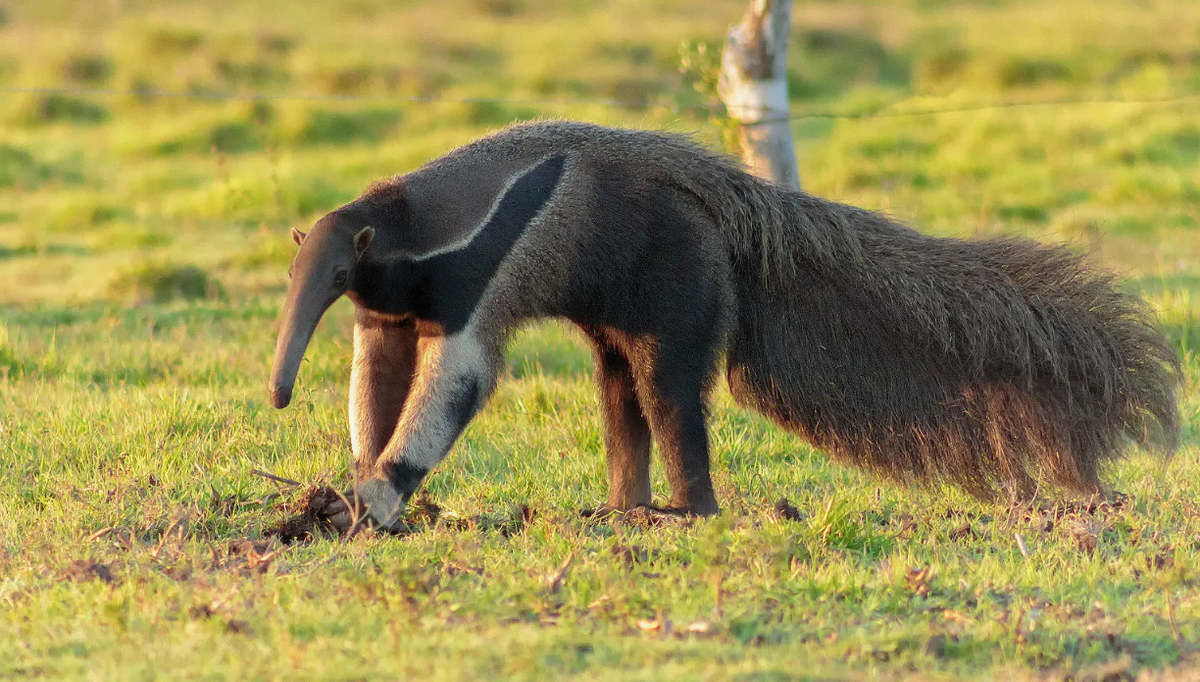 У него нет зубов вовсе, а пищу он переваривает благодаря мощным желудочным стенкам.