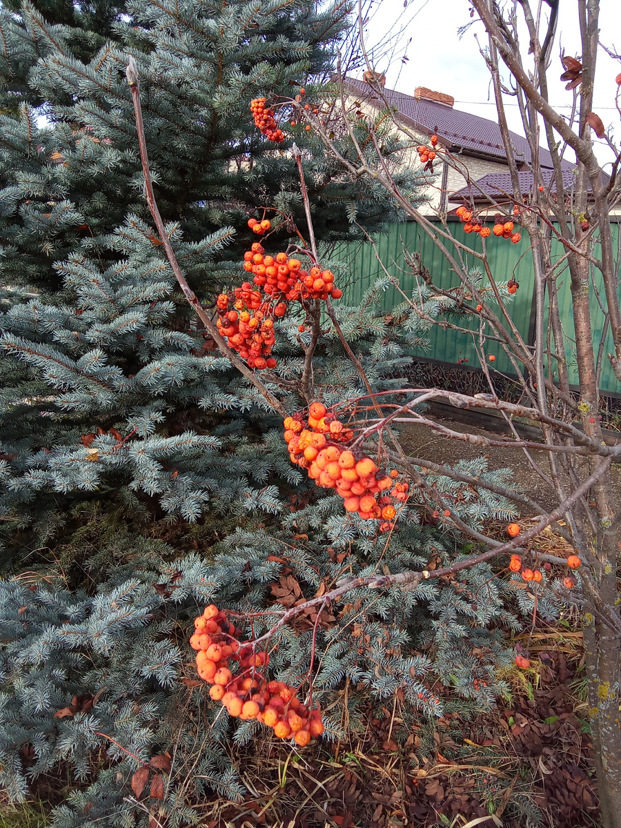 Осень нашими глазами.