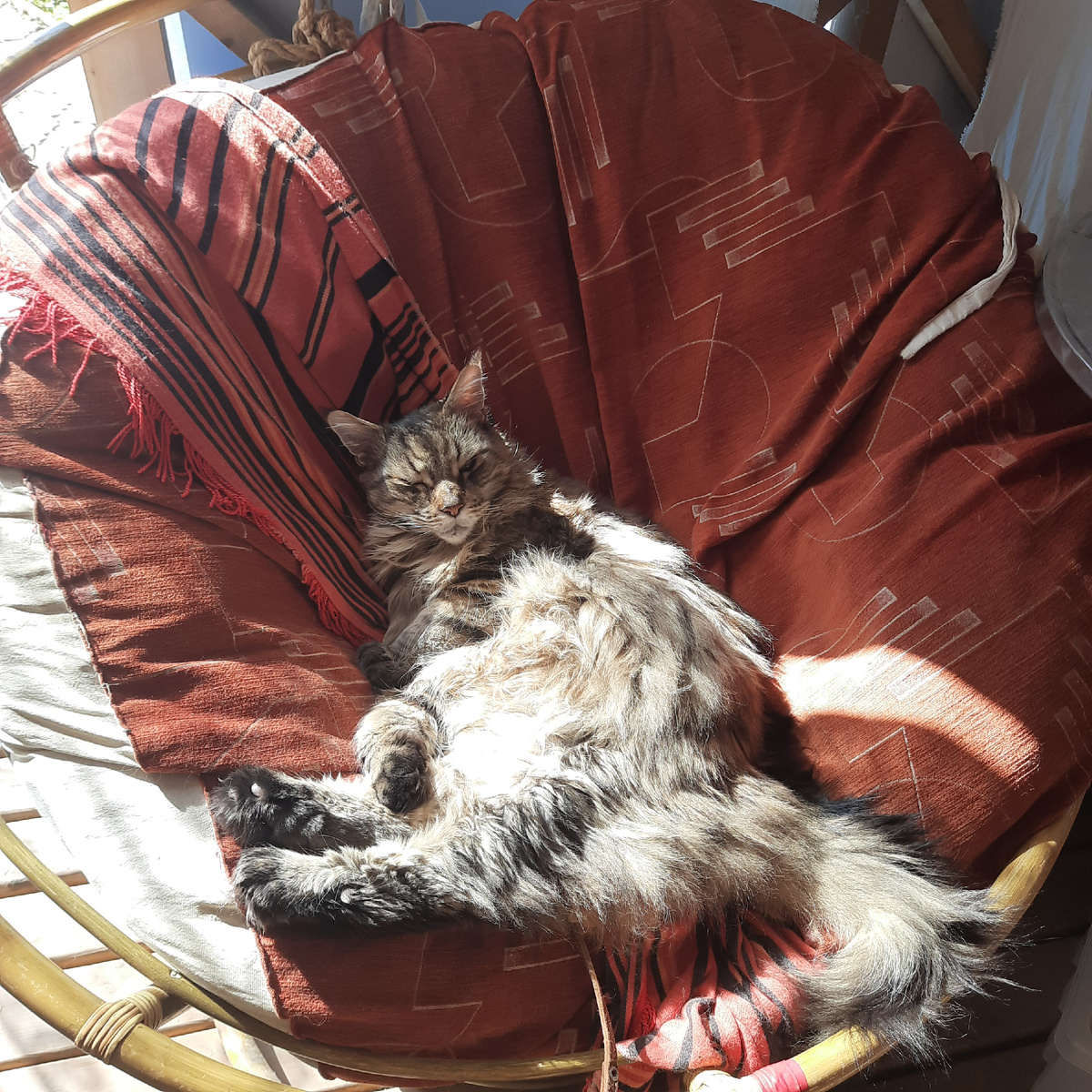 Котик,Эдуард греется на еще теплом солнышке в сентябре))