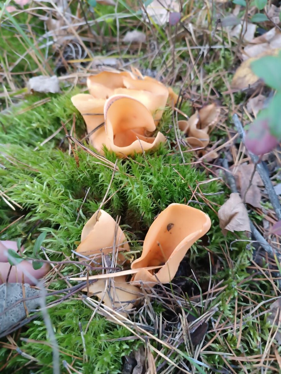    Гриб "ослиное ухо". Источник: Грибы и грибники Алтая / Vk.com