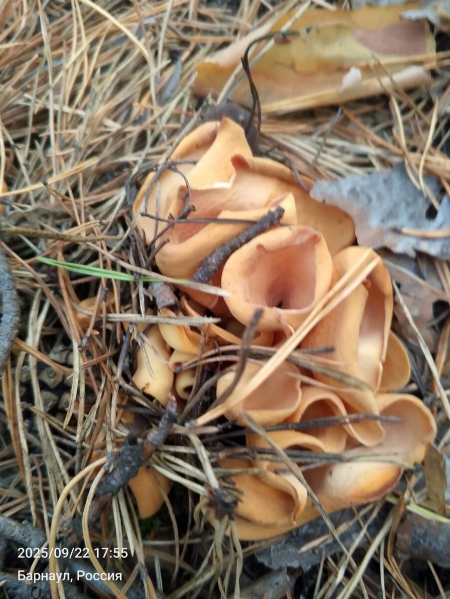    Гриб "ослиное ухо". Источник: Грибы и грибники Алтая / Vk.com