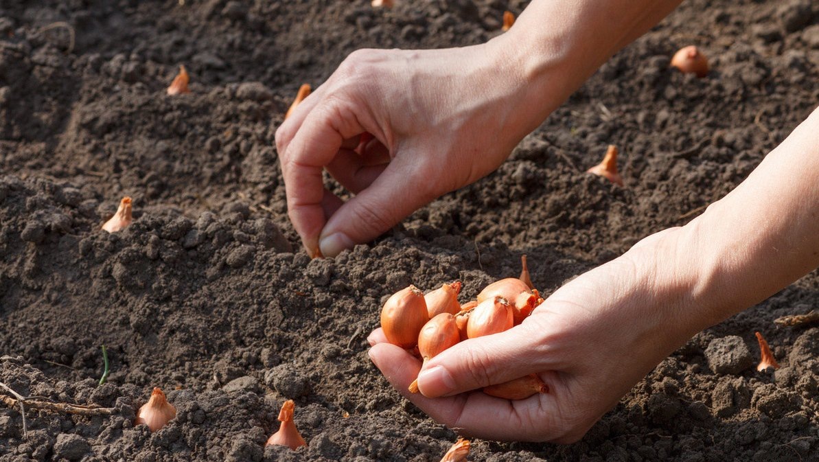 Посадка лука севка.