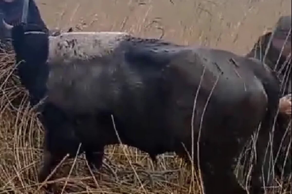    На Сахалине несколько дней всем миром искали бычка, угодившего в канаву