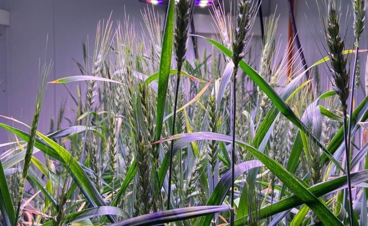    Фото: Neocrop Technologies