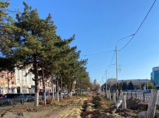    вырубленные сосны в Новочеркасске // фото: Telegram-канал Юрия Слюсаря