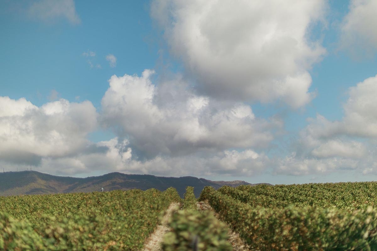РБК📷Геленджик