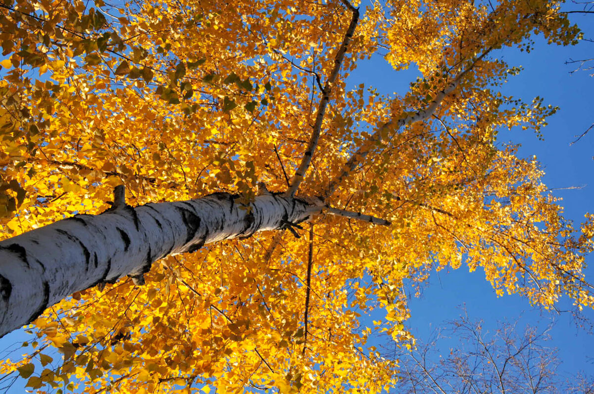 Без подписи губернатора теперь нельзя вырубать деревья.  Фото: ФедералПресс / Светлана Возмилова