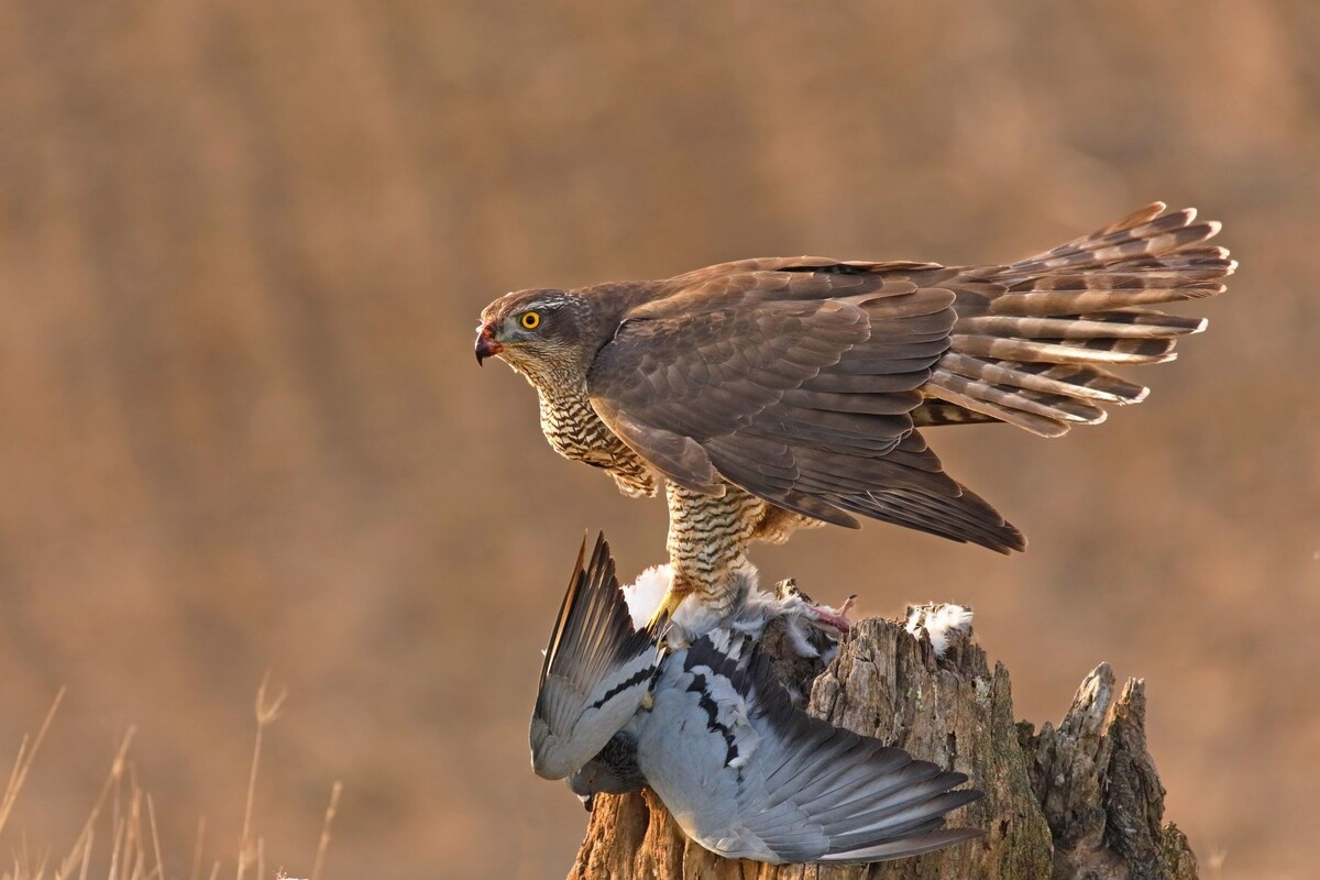Взрослый ястреб-тетеревятник. Фото из интернета