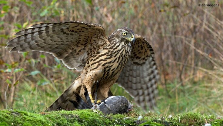 Молодой ястреб тетеревятник. Фото из интернета