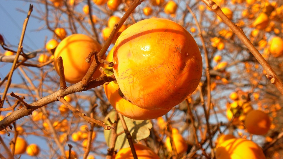 Осенняя обработка мочевиной: секрет чистого сада без вредителей и болезней к весне!