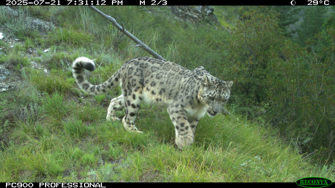 Кадры с одной из фотоловушек. Фото: Саяно-Шушенский заповедник