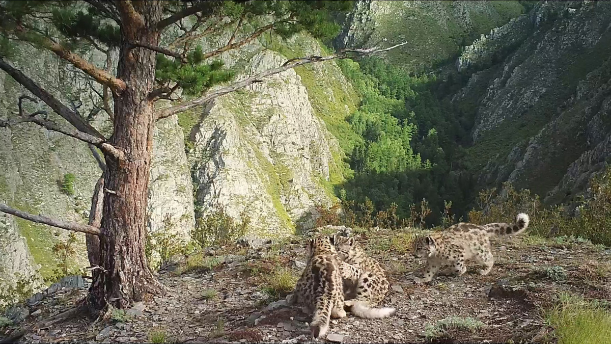 Котята Клёпы. Фото: Саяно-Шушенский заповедник