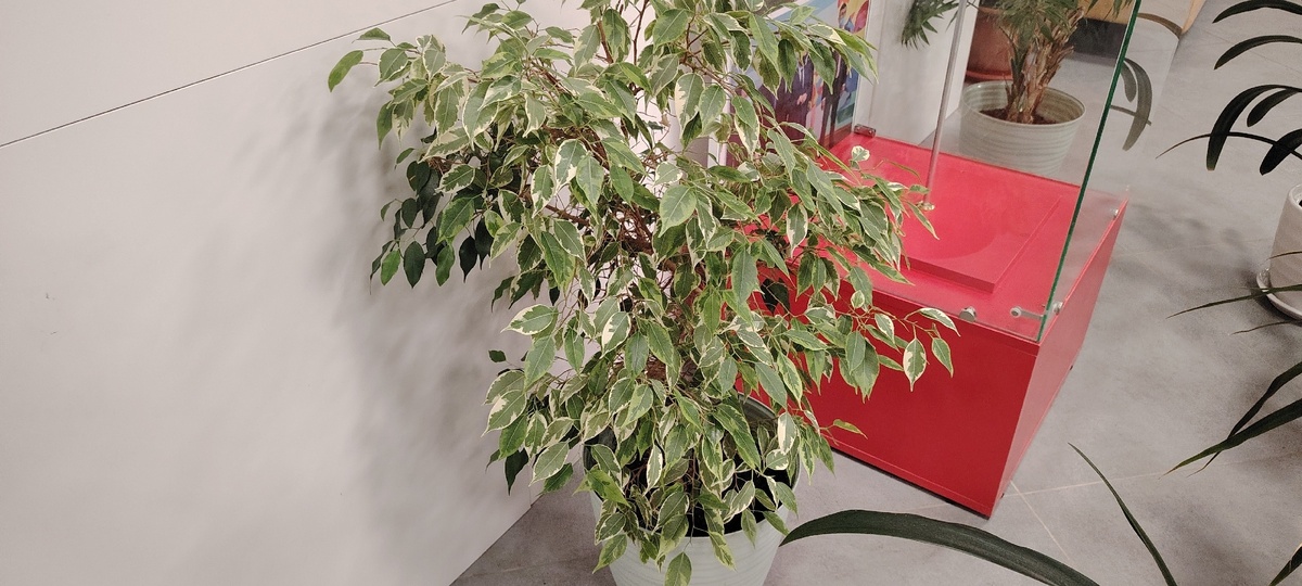    Мой фикус не будет лысеть этой зимой. Листья сочные, свежие, много. А раньше облетал как у всех. Что я делала не так и как надо было