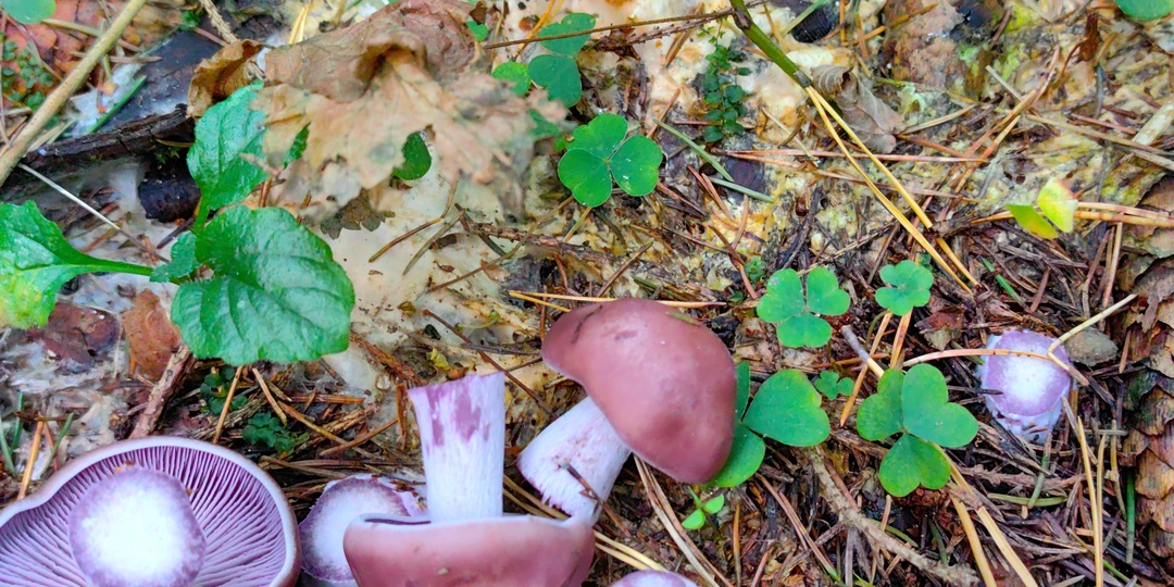 Грибные выходные 4 октября 2025. По следам срезаных грибов.