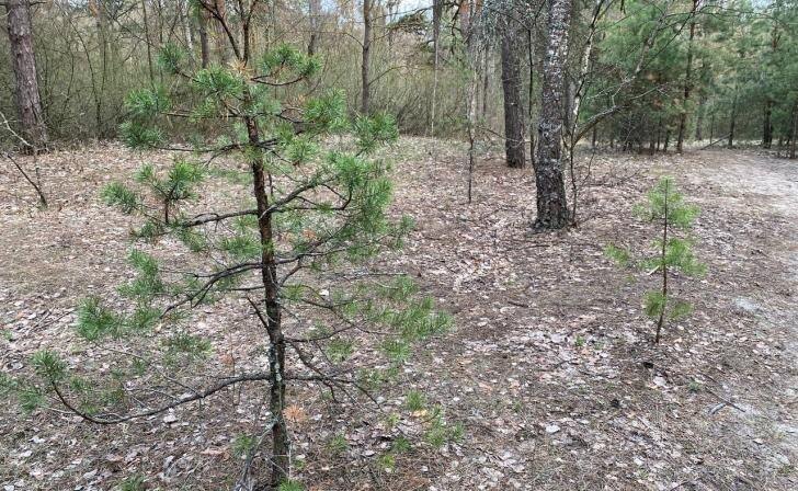    фото Курские известия