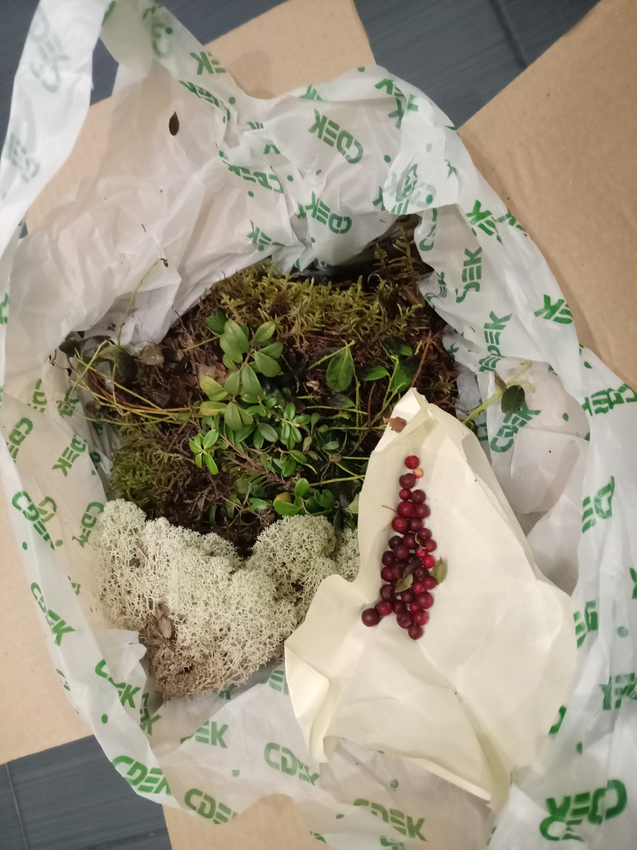 Брусника с торфом, ягоды брусники, мох Сфагнум