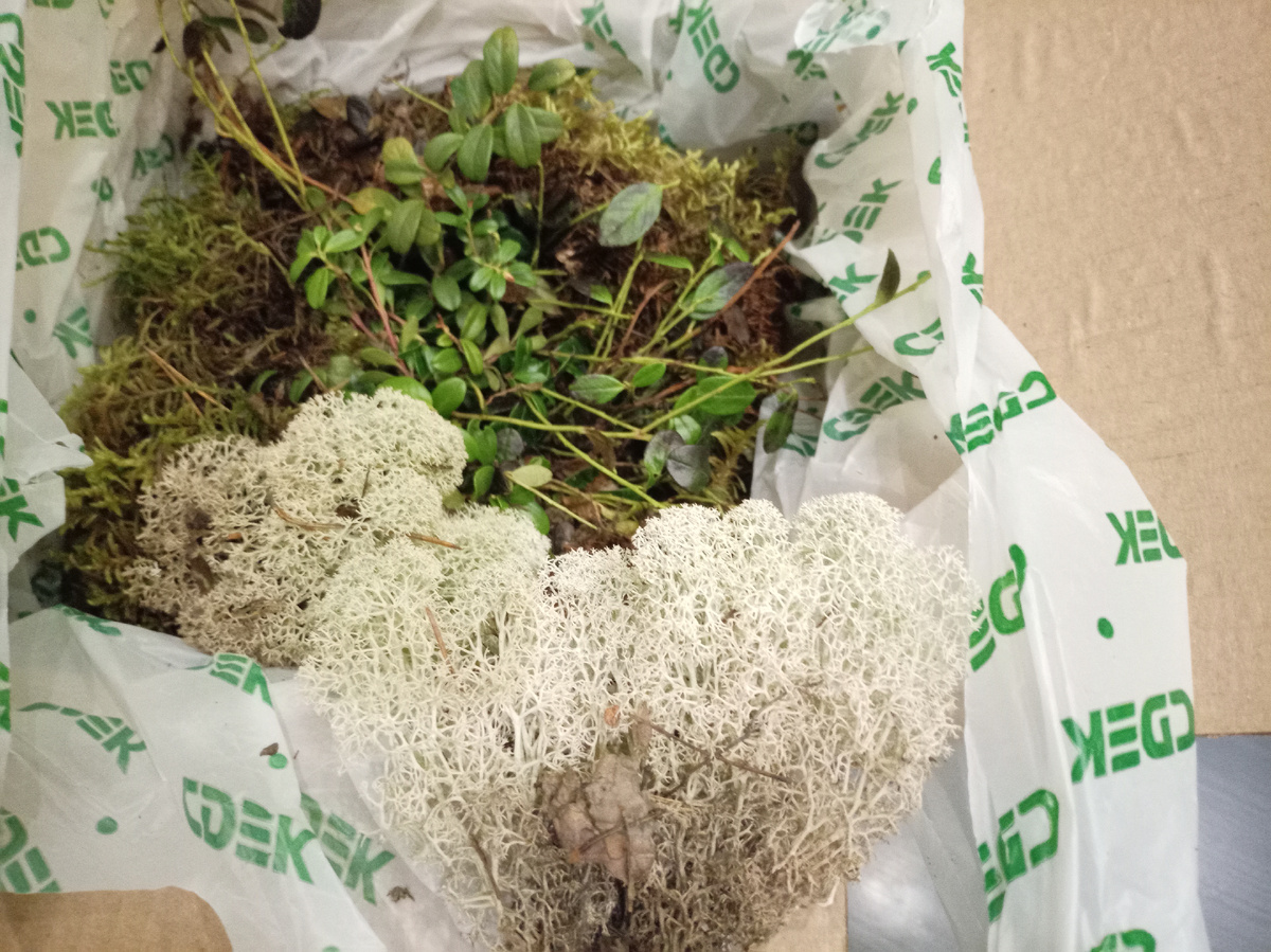 Мох Сфагнум