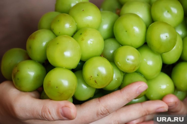    Ягоды по размеру напоминают помидоры черри