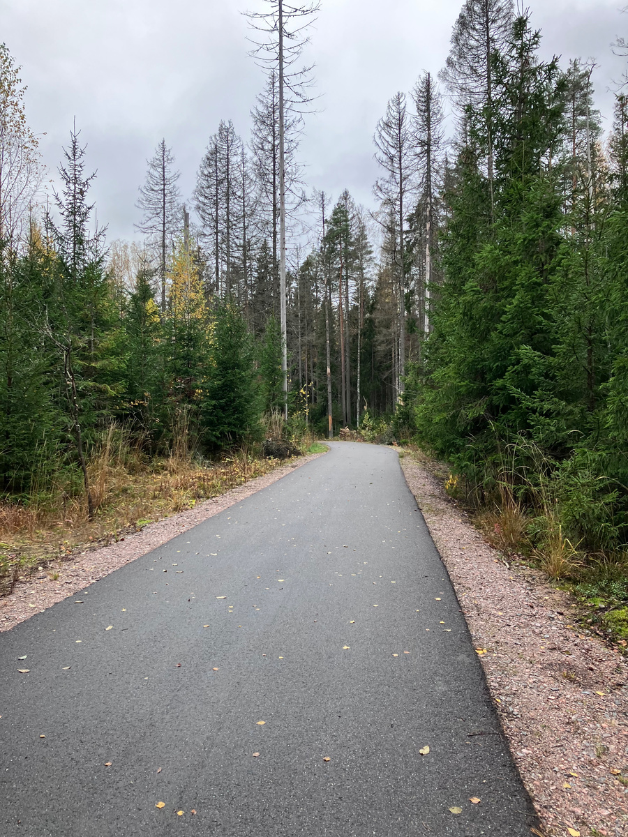 Дорога через лес. Фото автора. 