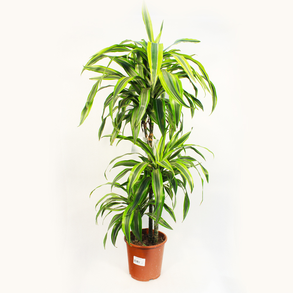 Фото из интернета для примера