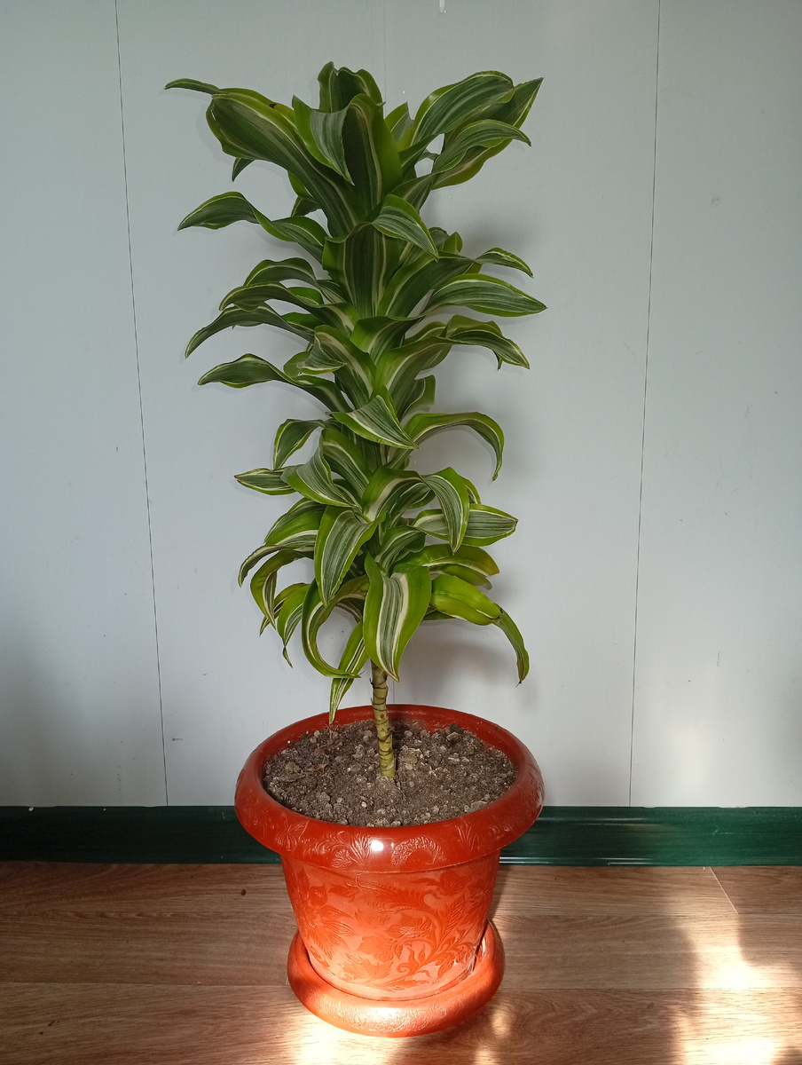 Мое растение