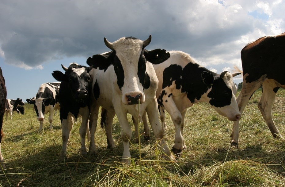 Автор фото: Ольга Скрипкина / "Деловой Петербург"