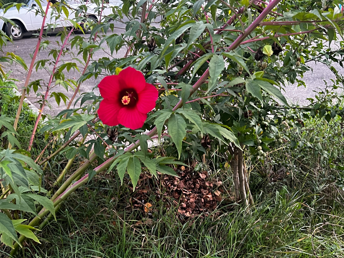 Последние цветы