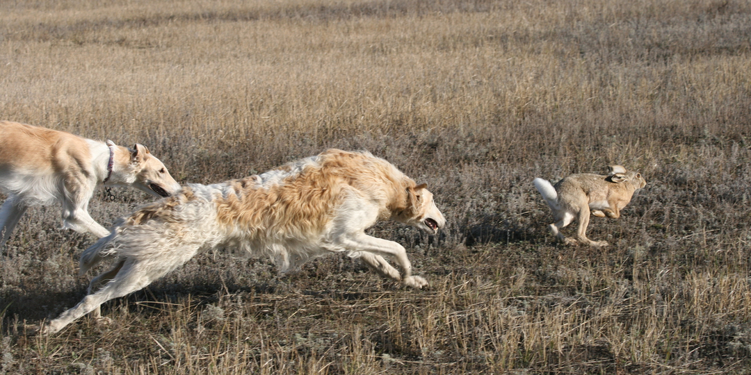 Полевые испытания борзых собак: искусство, спорт и оценка рабочих качеств
